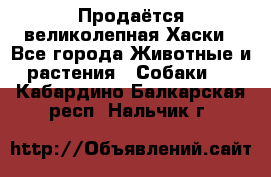 Продаётся великолепная Хаски - Все города Животные и растения » Собаки   . Кабардино-Балкарская респ.,Нальчик г.